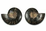 Cut & Polished Ammonite Fossil - Unusual Black Color #339134-1